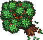 Acorn Tree