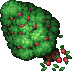Apple Tree