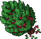 Cherries
