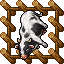 Farm Cow