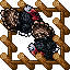 Farm Turkey