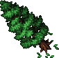 Fir Tree