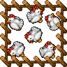 Medium Farm Chicken