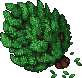 Oak Tree