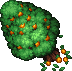 Orange Tree