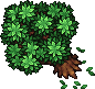 Wildleaf Tree