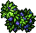 Blueberries